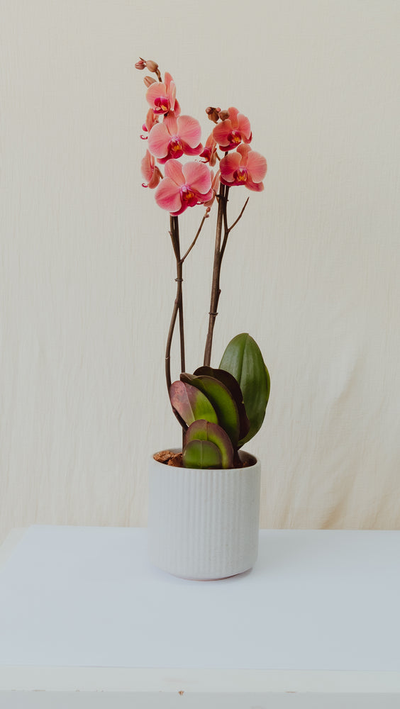 ORQUIDEA EN MACETA