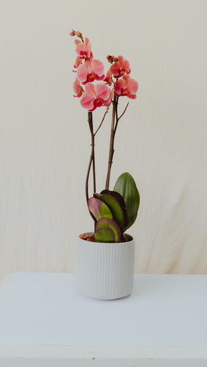 ORQUIDEA EN MACETA