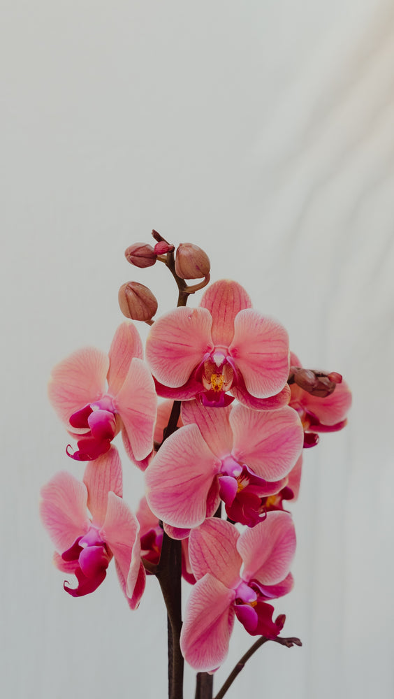 ORQUIDEA EN MACETA