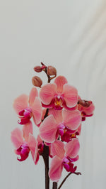 ORQUIDEA EN MACETA