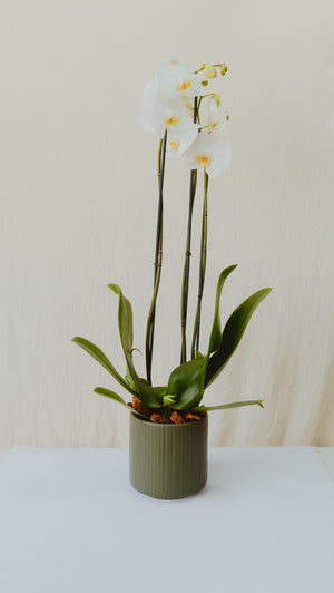ORQUIDEA EN MACETA