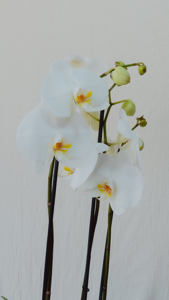 ORQUIDEA EN MACETA