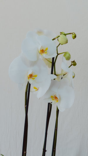ORQUIDEA EN MACETA