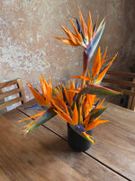 IKEBANA DE AVES DE PARAISO
