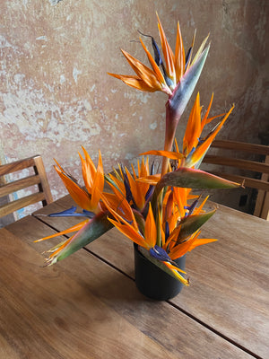 IKEBANA DE AVES DE PARAISO