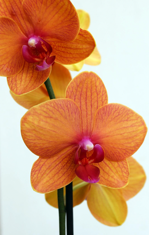 ORQUIDEA EN MACETA